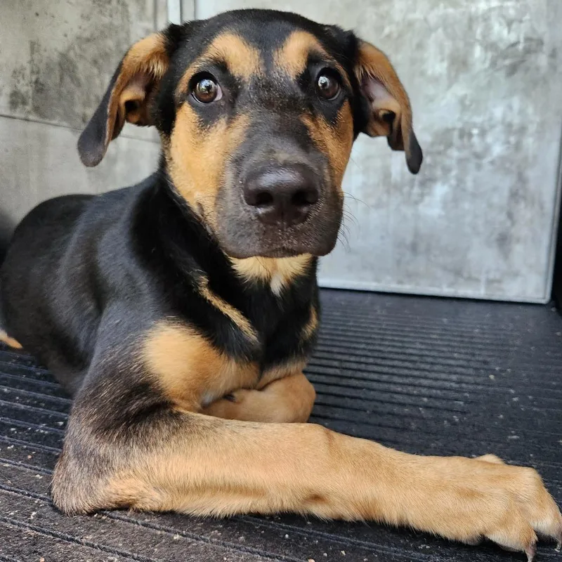 A baby medium-sized male German Shepherd Dog dog named Ranger for adoption in Birmingham, AL
