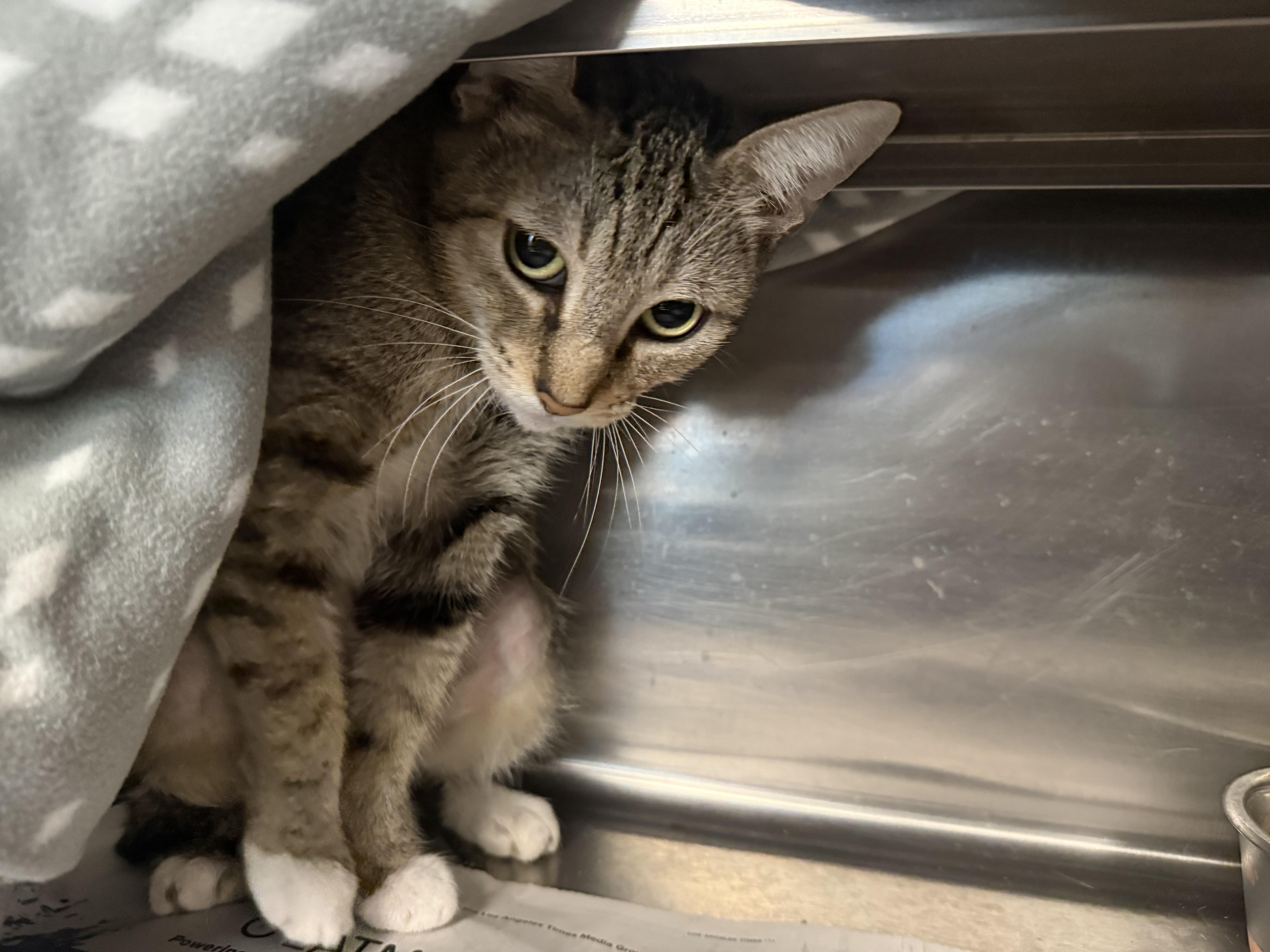 An adult medium-sized female Domestic Short Hair cat named Mama G for adoption in Van Nuys, CA
