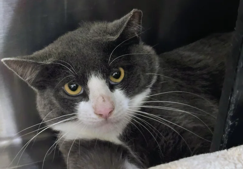 An adult large-sized male Gray & White Domestic Short Hair cat named Gus for adoption in Amityville, NY
