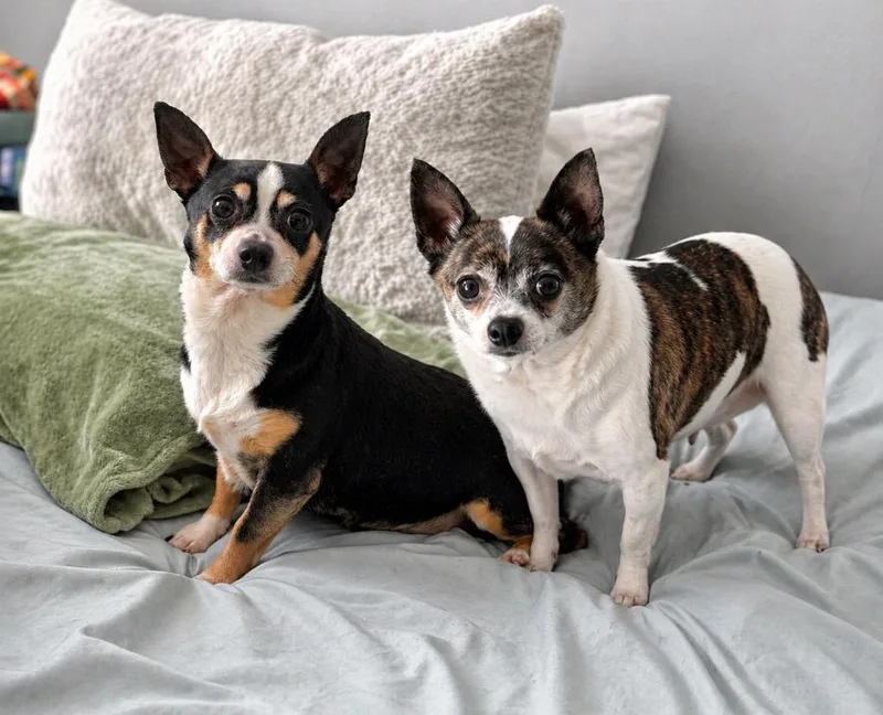 Story & Caspian thumbnail 4