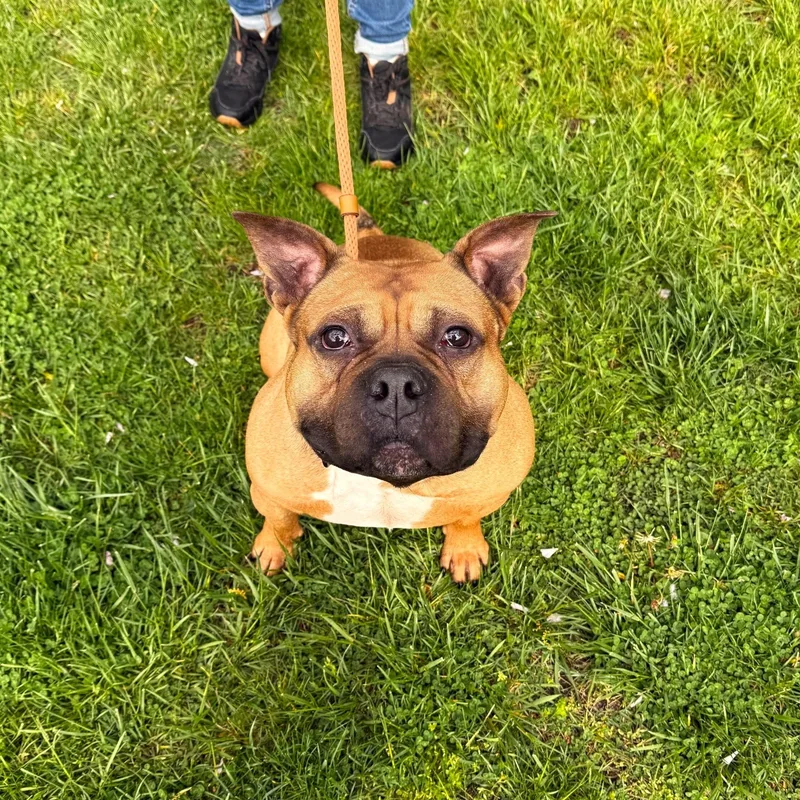 An adult medium-sized male Mixed Breed dog named Chip for adoption in Brookhaven, NY