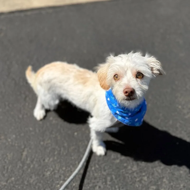 A young small-sized male White / Cream Maltese dog named Norbit for adoption in Newberg, OR