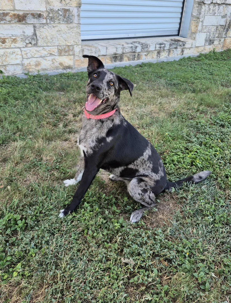 An adult medium-sized female Catahoula Leopard Dog dog named Dani Phantom for adoption in Schertz, TX