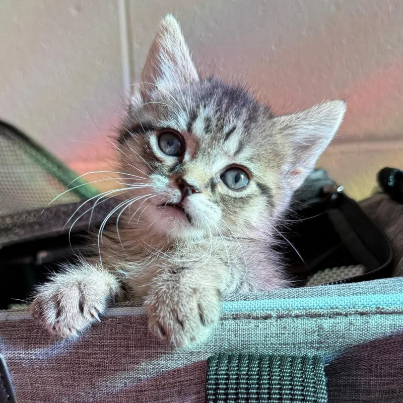 A baby small-sized female Brown / Chocolate Domestic Short Hair cat named Dreamfyre for adoption in Council Bluffs, IA