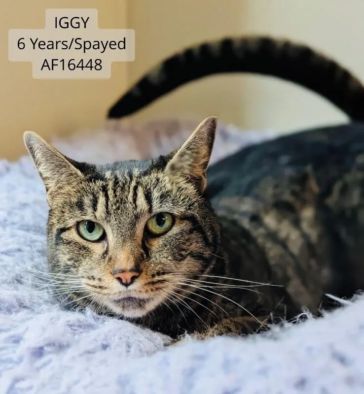 An adult medium-sized female Tabby (Brown / Chocolate) Domestic Short Hair cat named Iggy for adoption in Supply, NC