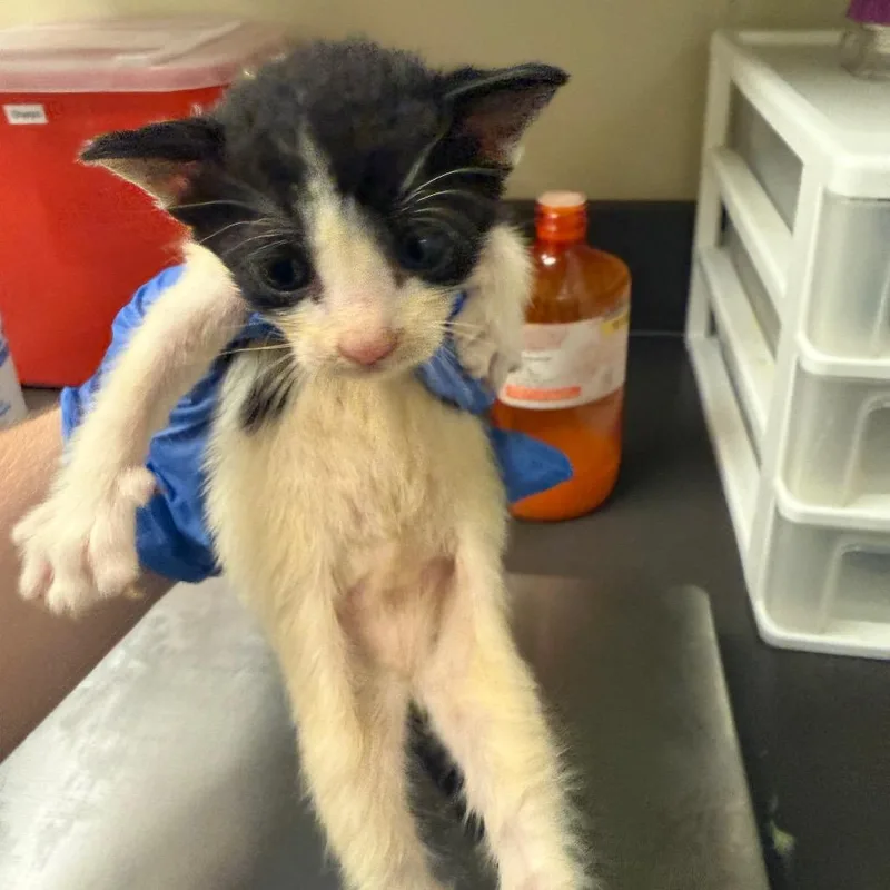 A baby small-sized female Black Domestic Short Hair cat named Skittles for adoption in Columbus, GA