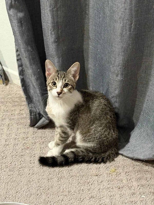A young medium-sized male Domestic Short Hair cat named Babushka for adoption in Bonsall, CA