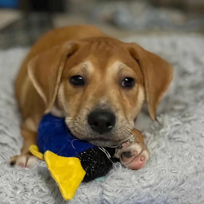 Bruno Santiago thumbnail 2