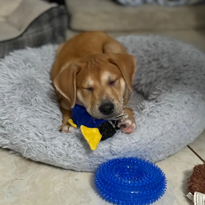 Bruno Santiago thumbnail 3