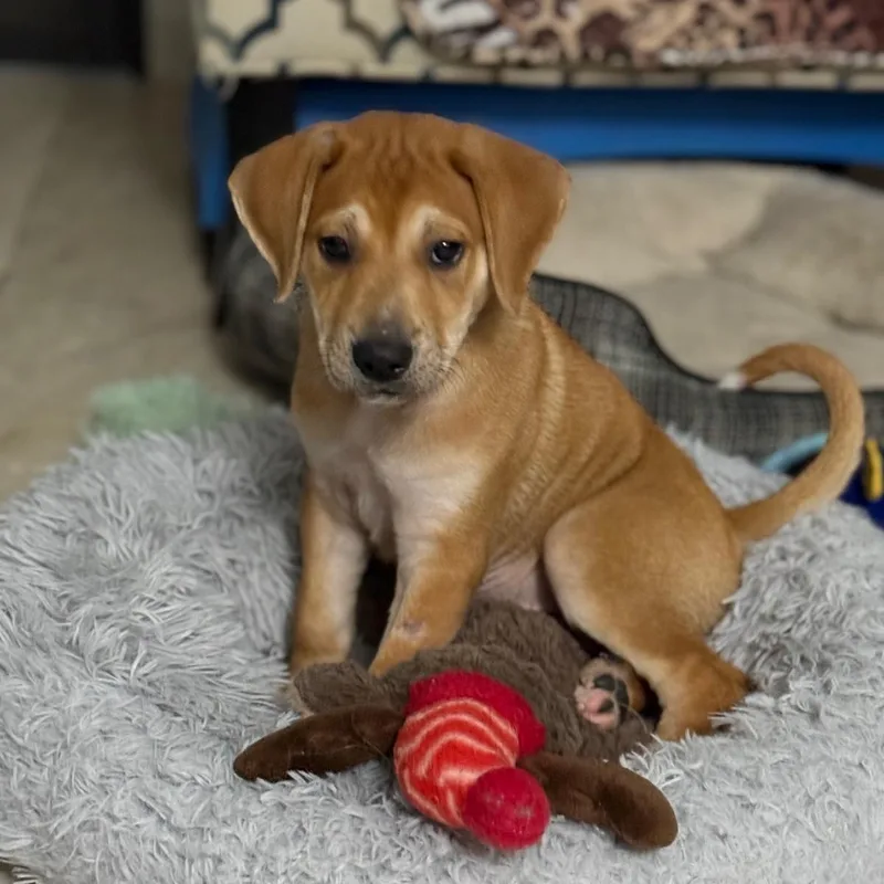 Bruno Santiago thumbnail 4