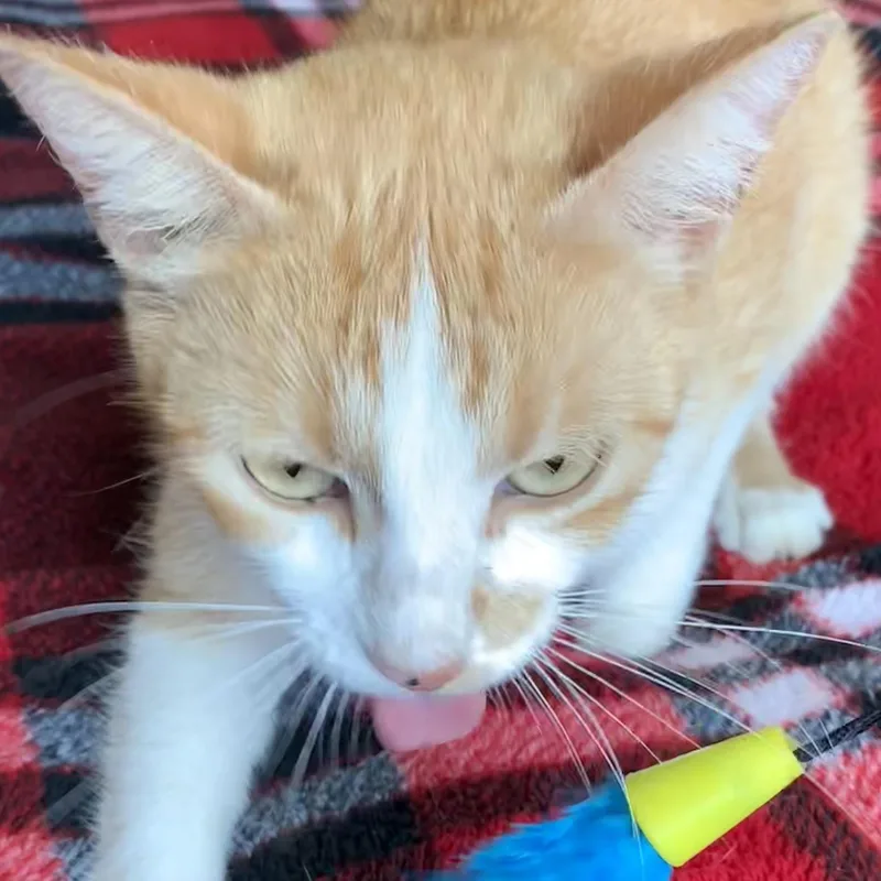 A young small-sized female Orange & White Domestic Short Hair cat named Sahara for adoption in Liverpool, TX