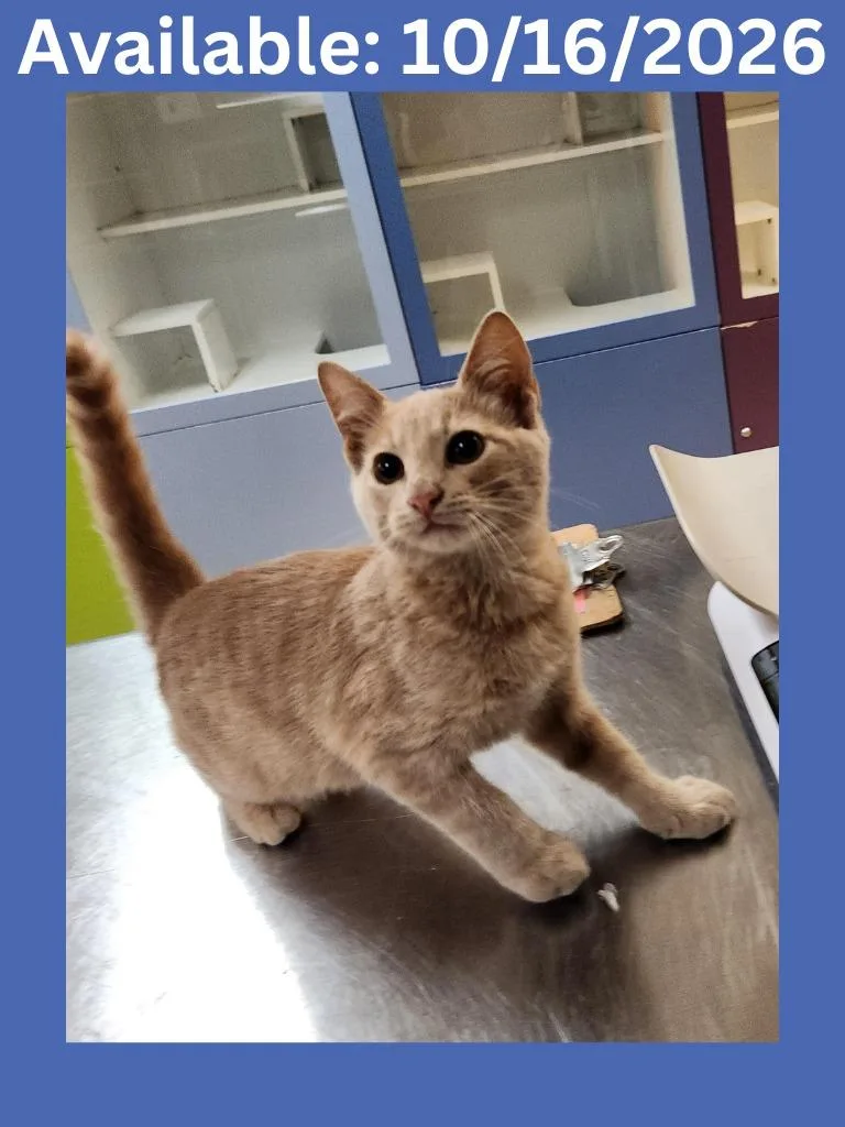 A baby medium-sized male Domestic Short Hair cat named Cat Condo for adoption in Greenville, TX