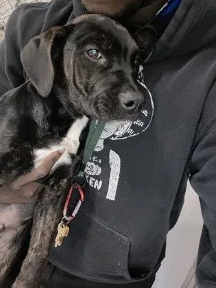 A baby small-sized female Labrador Retriever dog named Shari for adoption in Gainesville, FL