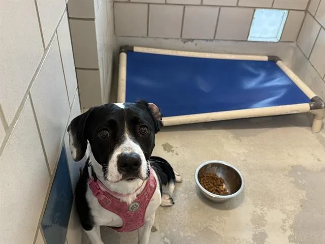 A young large-sized female Border Collie dog named Belldasha for adoption in Grand Prairie, TX