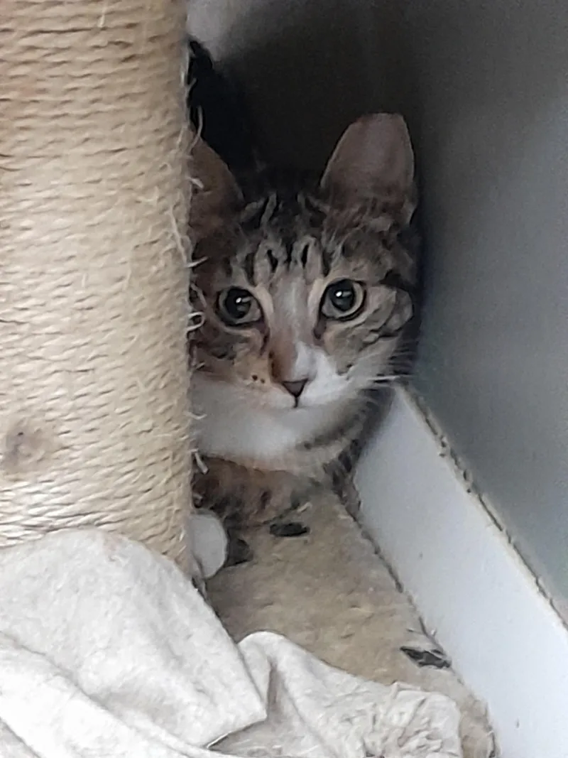 Pebbles thumbnail 3