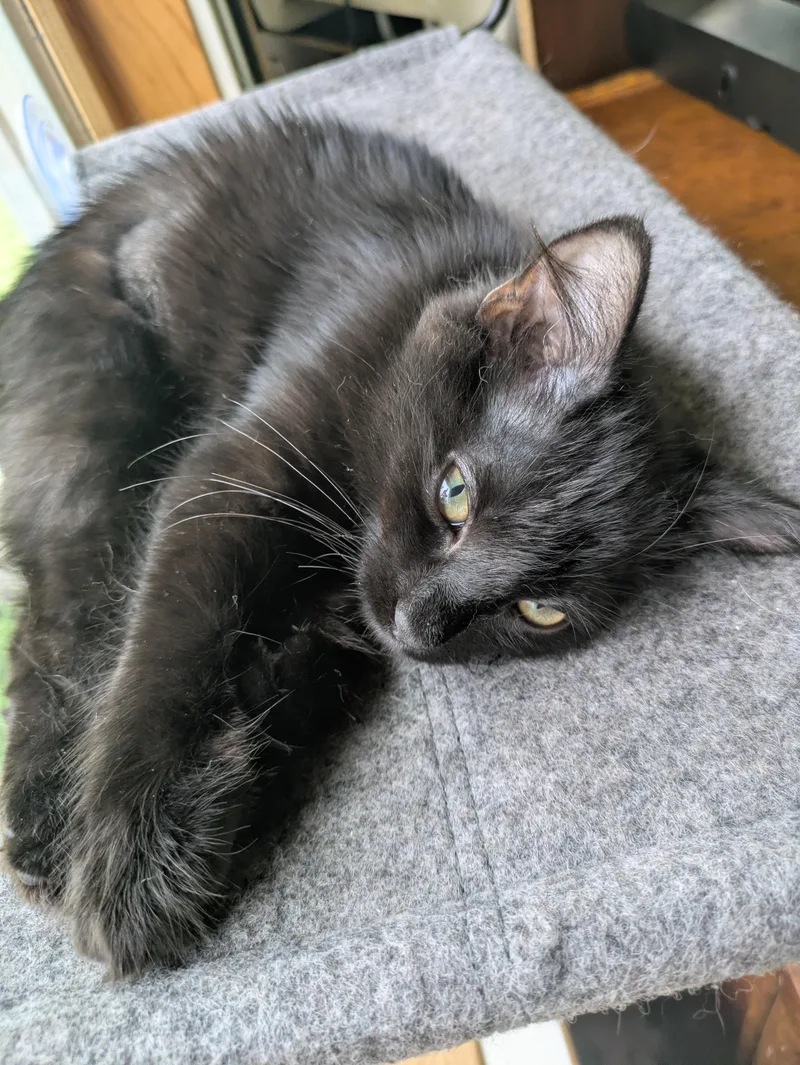 Lily