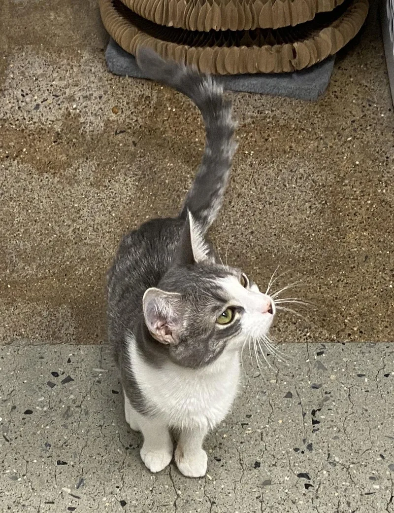 An adult medium-sized female Tabby cat named Sofiak for adoption in Greenville, DE