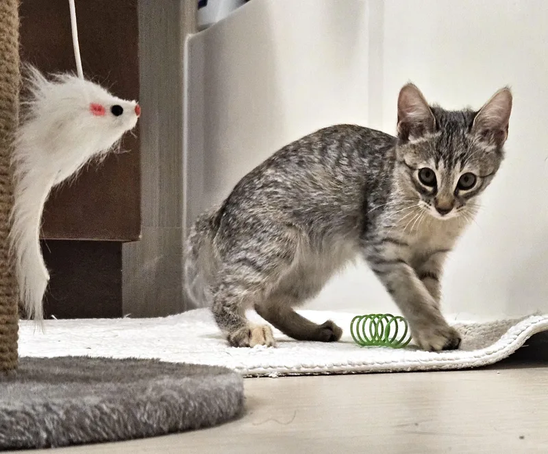A baby small-sized female Tabby (Brown / Chocolate) Tabby cat named Juno for adoption in Burbank, CA