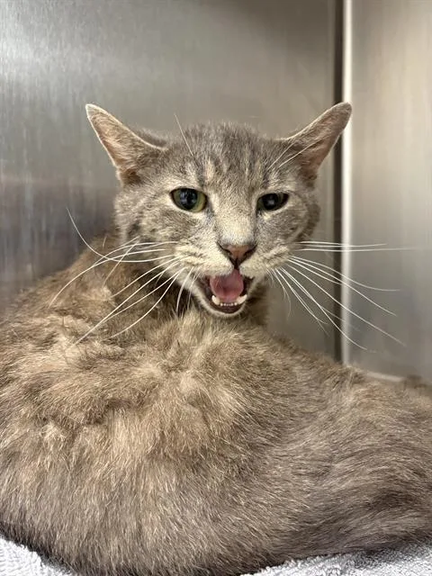 A young small-sized male Domestic Short Hair cat named Jeff for adoption in Indianapolis, IN