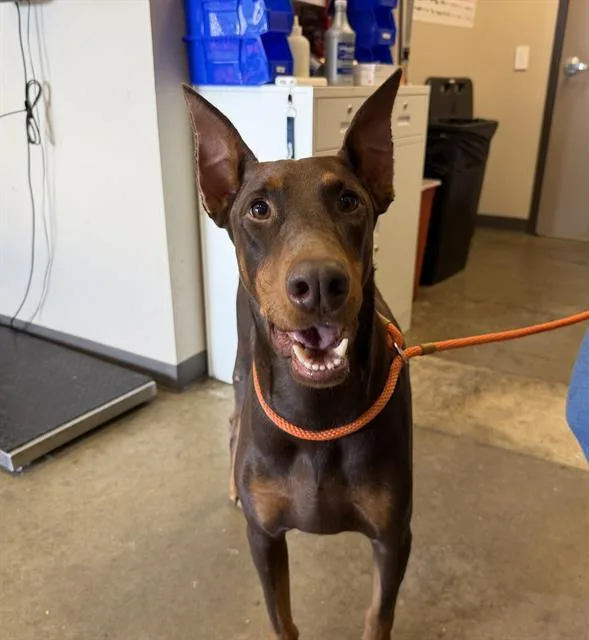 A young large-sized male Doberman Pinscher dog named Argo for adoption in Ontario, CA