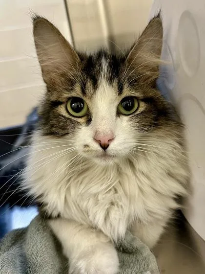An adult small-sized female Buff / Tan / Fawn Domestic Long Hair cat named Shirley for adoption in Wichita, KS