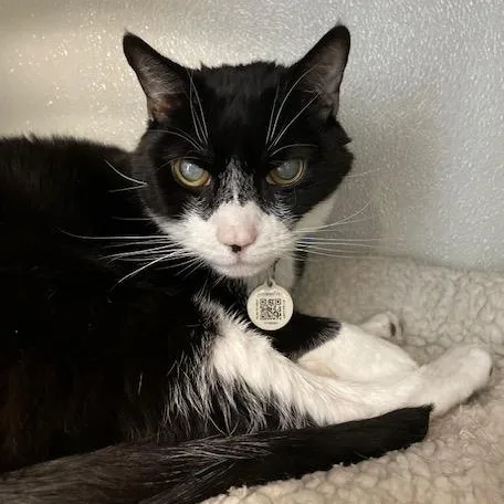 An adult medium-sized male Domestic Short Hair cat named Maryland for adoption in Stafford, VA