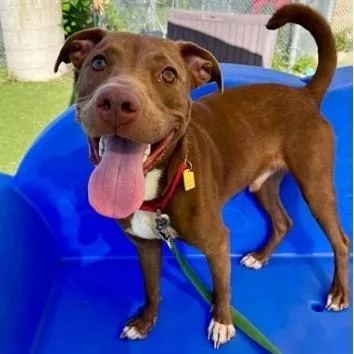 A young medium-sized male Brown / Chocolate Pit Bull Terrier dog named Bogart for adoption in Columbia Station, OH
