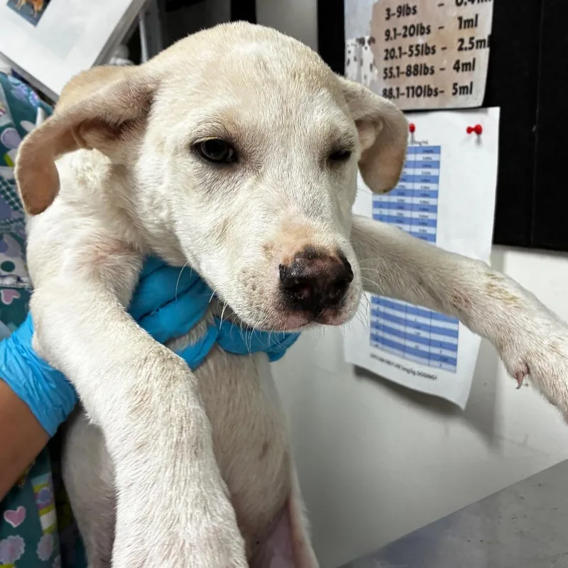 A baby small-sized male Yellow / Tan / Blond / Fawn Retriever dog named Bishop for adoption in Birmingham, AL