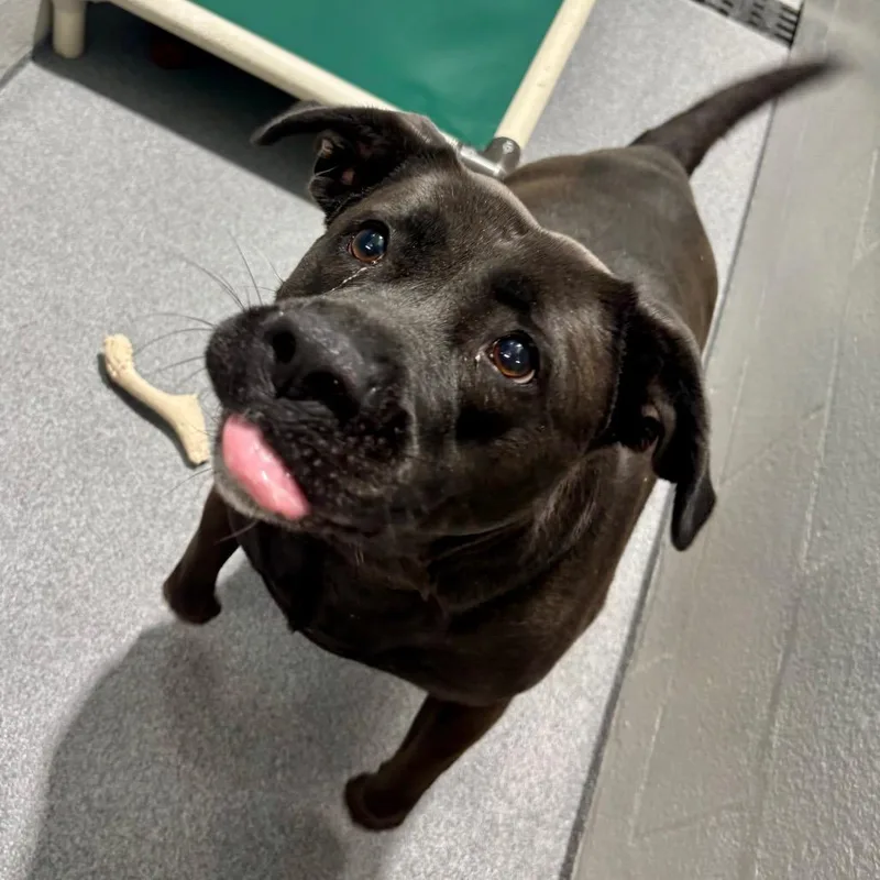 An adult large-sized female Black Labrador Retriever dog named Dodge for adoption in Evansville, IN