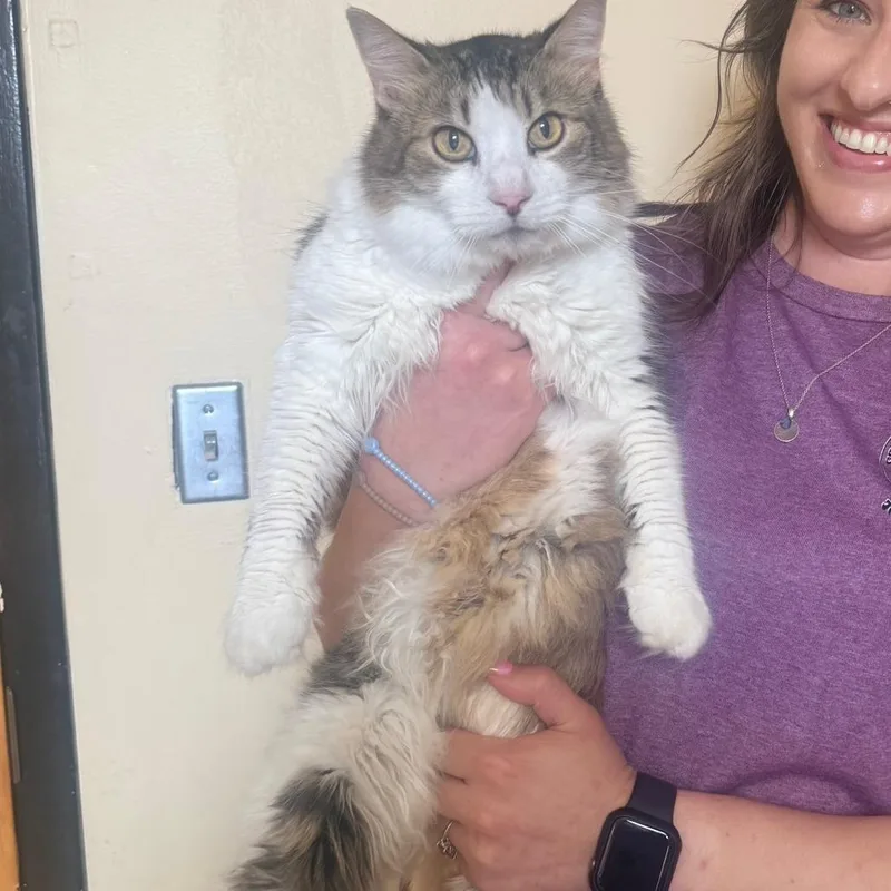An adult large-sized male Gray / Blue / Silver Domestic Medium Hair cat named Baxter for adoption in Corinth, MS