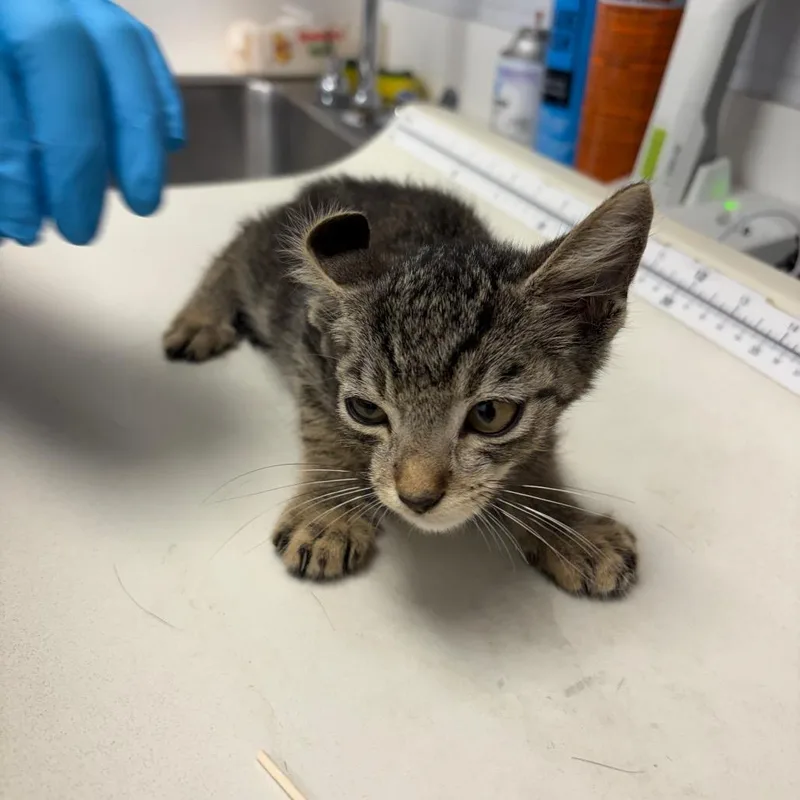 A baby small-sized male Brown / Chocolate Domestic Short Hair cat named Frisky for adoption in West Palm Beach, FL
