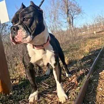 An adult medium-sized female Black Mixed Breed dog named Bellatrix for adoption in Bentonville, AR
