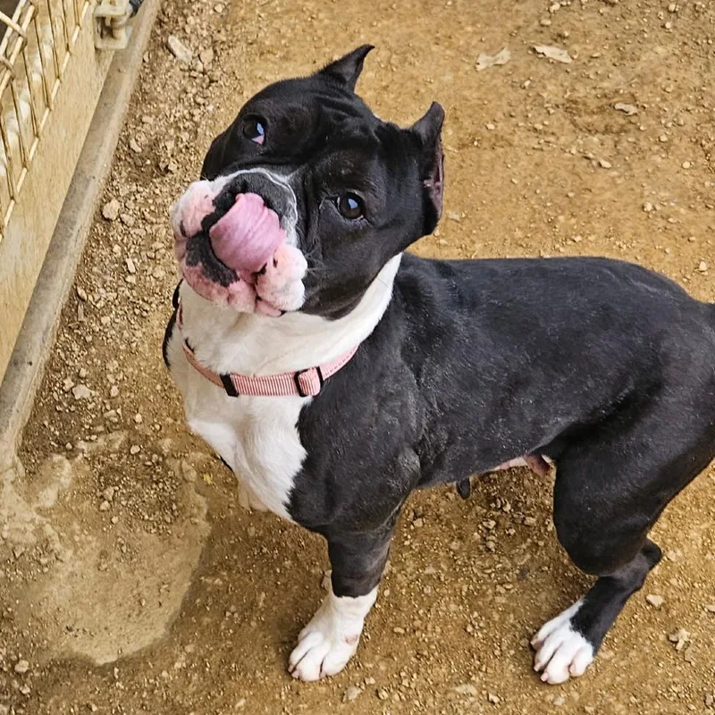 Bellatrix thumbnail 2