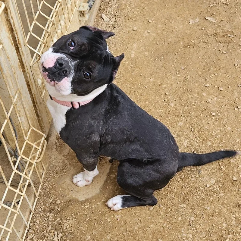 Bellatrix thumbnail 3