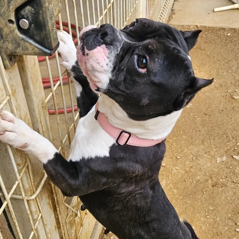 Bellatrix thumbnail 4