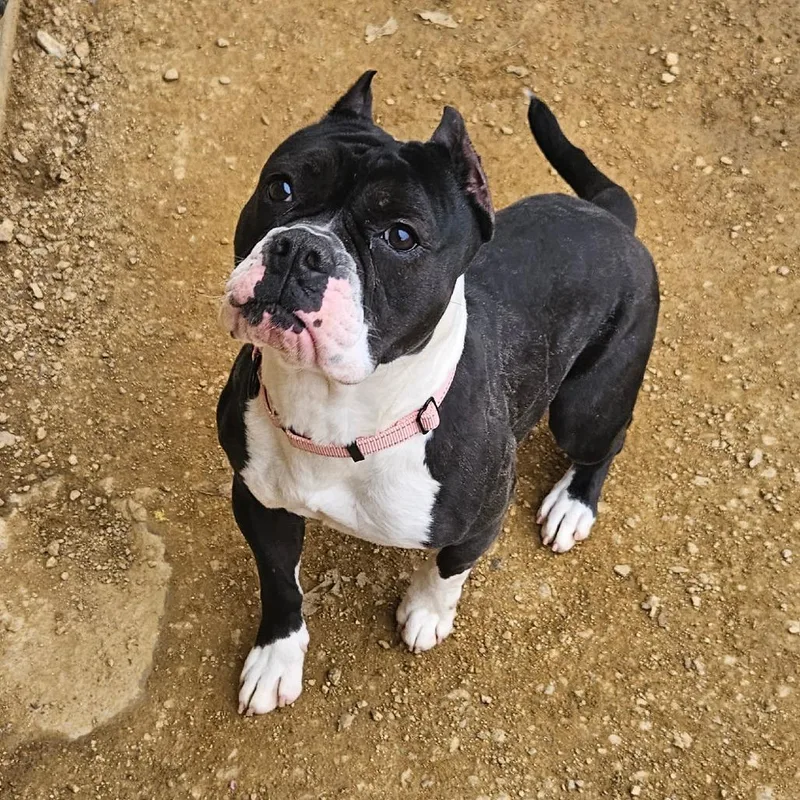 Bellatrix thumbnail 6