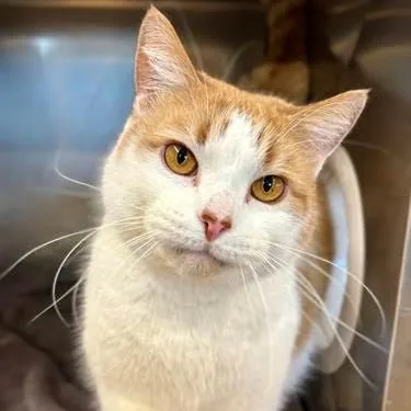 An adult large-sized male Orange & White Domestic Short Hair cat named Julius for adoption in Nantucket, MA