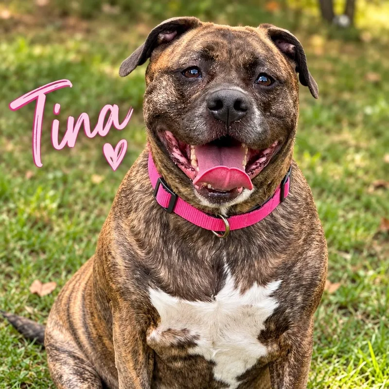 An adult extra large-sized female Mastiff dog named Tina for adoption in Jackson, NJ