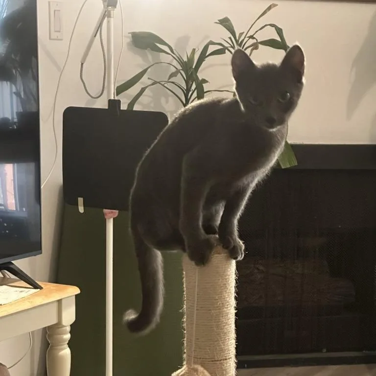 A baby medium-sized female Gray / Blue / Silver Domestic Short Hair cat named Brawny for adoption in Los Angeles, CA