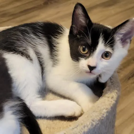 A baby medium-sized male Black & White / Tuxedo Domestic Short Hair cat named Toot for adoption in Shawnee, KS