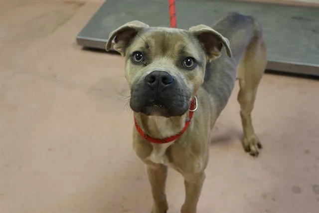 An adult medium-sized male Mixed Breed dog named Rodger for adoption in Columbia, SC