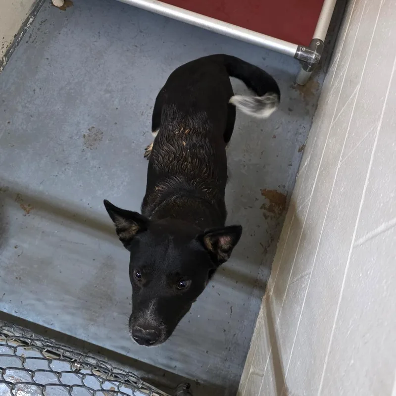 An adult medium-sized male Australian Cattle Dog / Blue Heeler dog named Hank for adoption in Duncan, OK