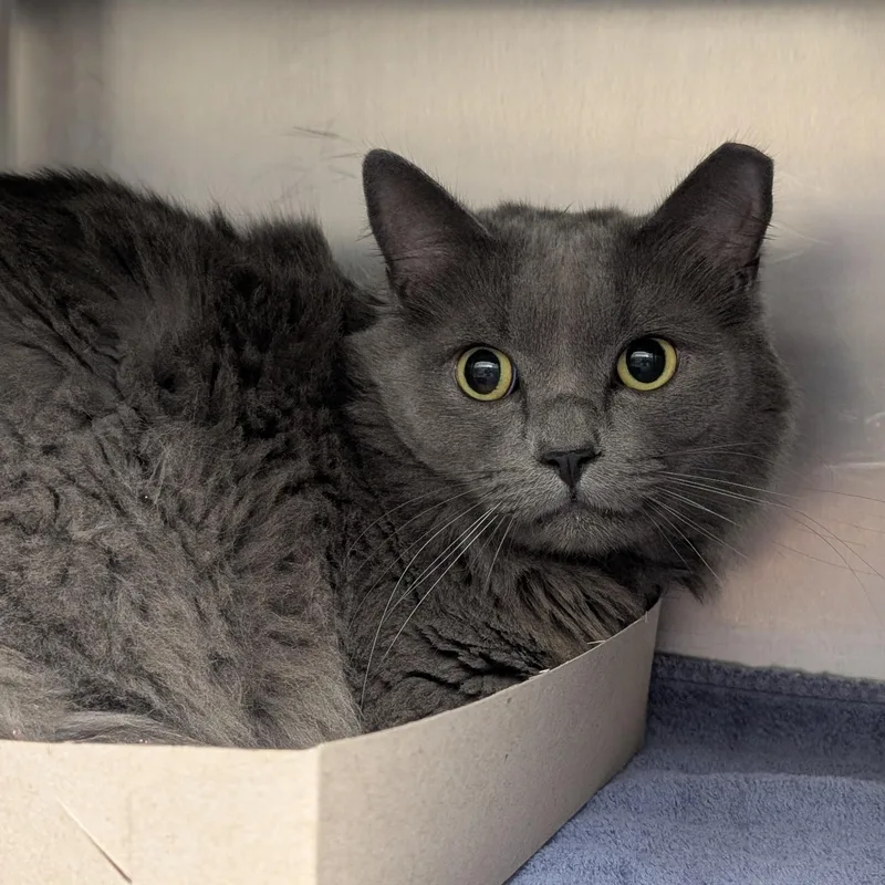 An adult medium-sized male Gray & White Domestic Medium Hair cat named Hunter for adoption in St. Augustine, FL
