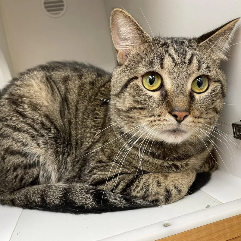 An adult medium-sized male Brown / Chocolate Domestic Short Hair cat named Peets for adoption in Champaign, IL