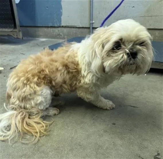 A senior small-sized male Shih Tzu dog named Murphy for adoption in Camarillo, CA