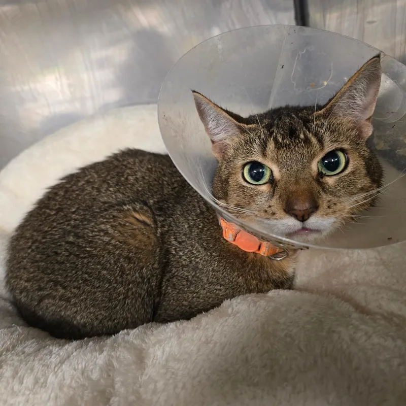 A senior medium-sized female Brown / Chocolate Domestic Short Hair cat named Ruby for adoption in Waldorf, MD
