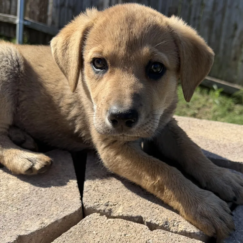 A baby medium-sized female German Shepherd Dog dog named Julip for adoption in Krum, TX