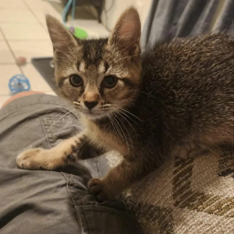 A baby small-sized male Domestic Short Hair cat named Jasper for adoption in Cumming, GA