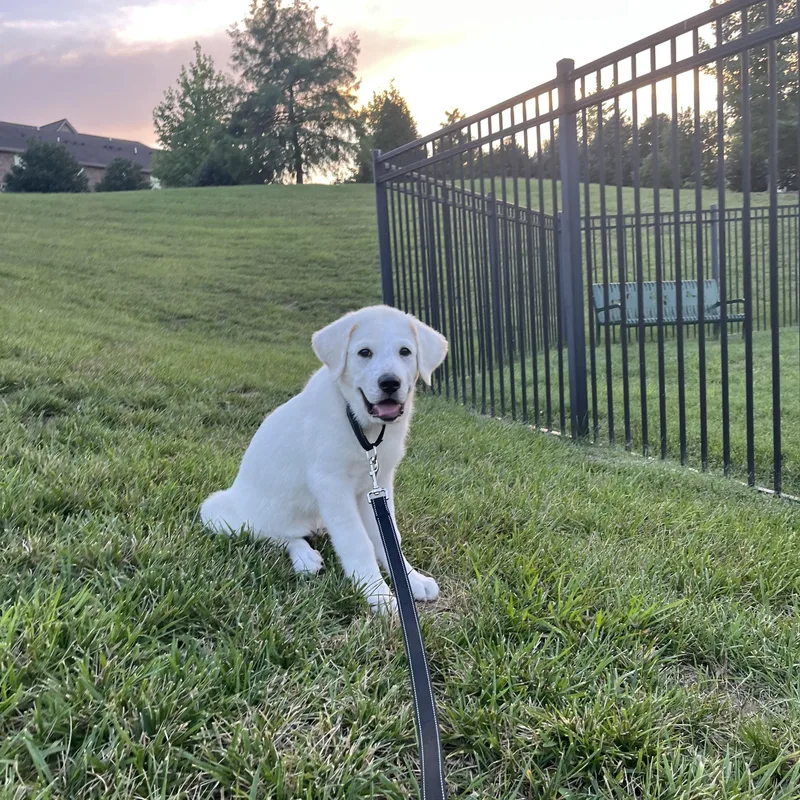 A baby large-sized male White / Cream Great Pyrenees dog named Glacier for adoption in Spring hill, TN