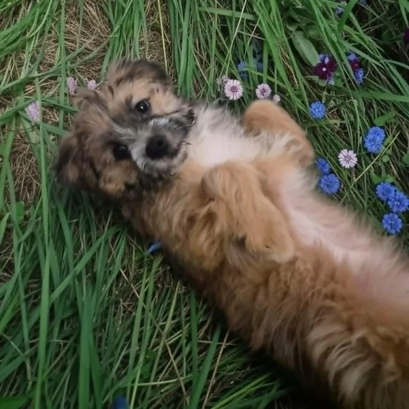 Chewbacca